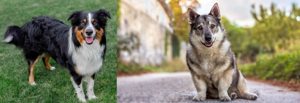 Swedish Vallhund vs English Shepherd - Breed Comparison
