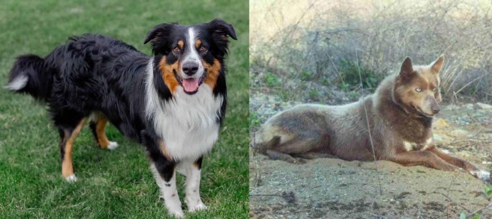 Tahltan Bear Dog vs English Shepherd - Breed Comparison