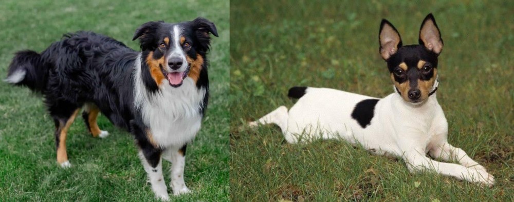 Toy Fox Terrier vs English Shepherd - Breed Comparison
