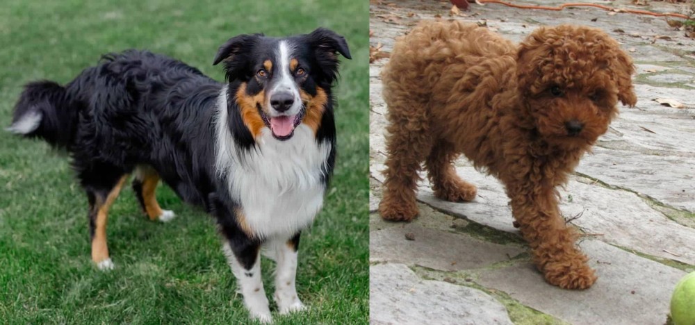 Toy Poodle vs English Shepherd - Breed Comparison