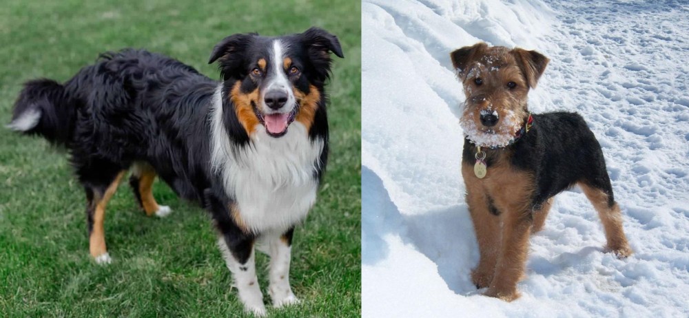 Welsh Terrier vs English Shepherd - Breed Comparison