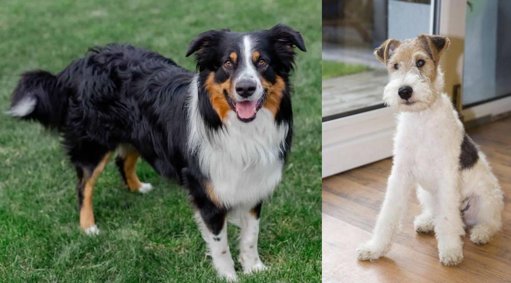 Wire Fox Terrier vs English Shepherd - Breed Comparison