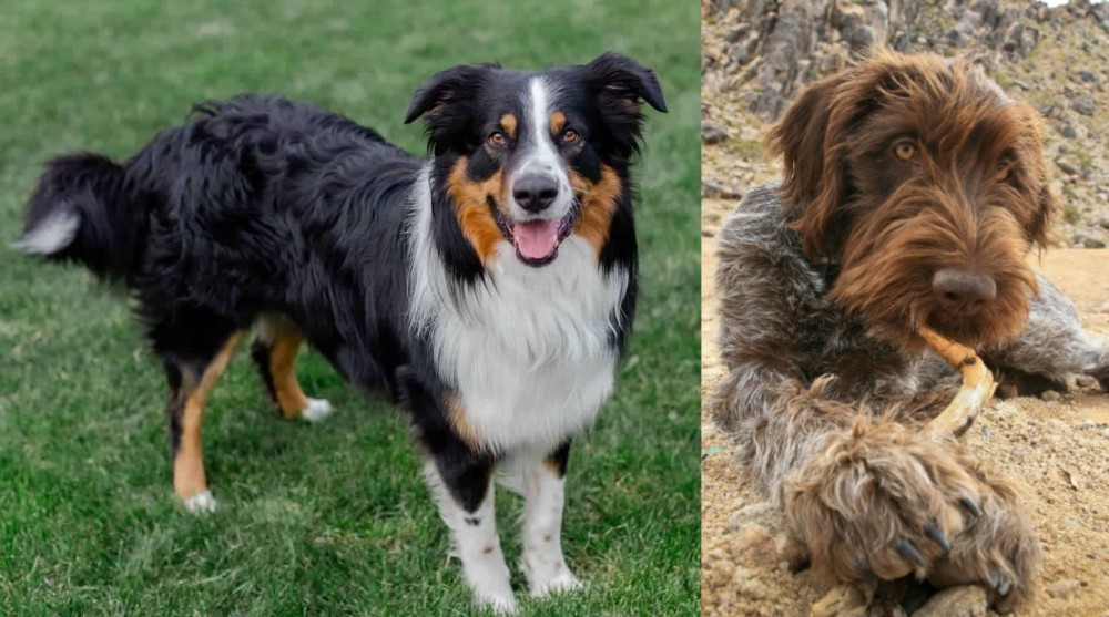 Wirehaired Pointing Griffon vs English Shepherd - Breed Comparison