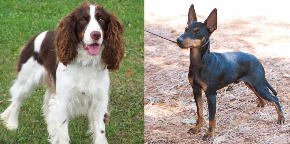 English Toy Terrier (Black & Tan) vs English Springer Spaniel - Breed Comparison