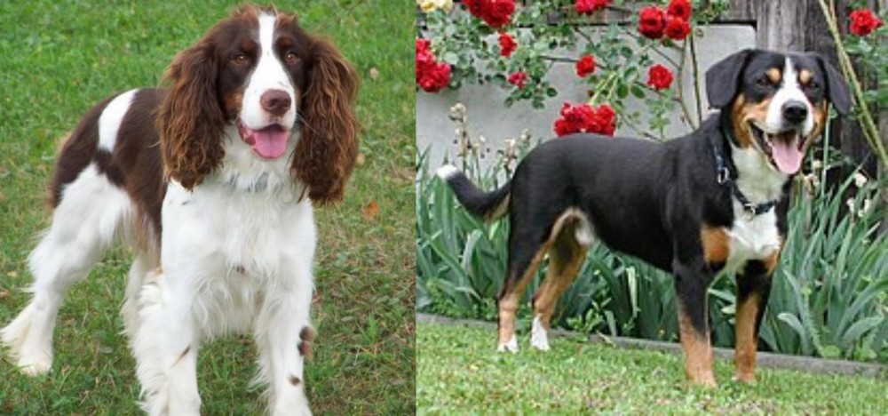 Entlebucher Mountain Dog vs English Springer Spaniel - Breed Comparison