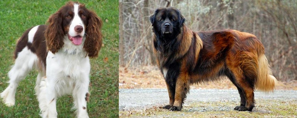 Estrela Mountain Dog vs English Springer Spaniel - Breed Comparison