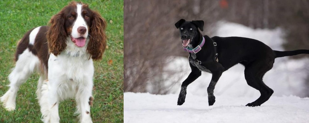 Eurohound vs English Springer Spaniel - Breed Comparison