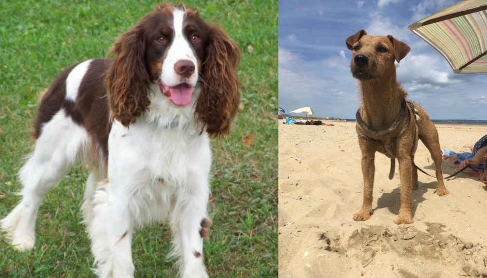 Fell Terrier vs English Springer Spaniel - Breed Comparison