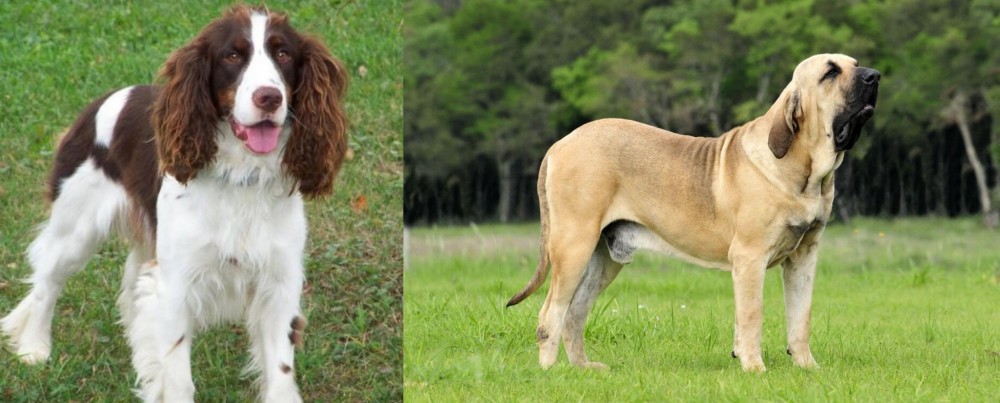 Fila Brasileiro vs English Springer Spaniel - Breed Comparison