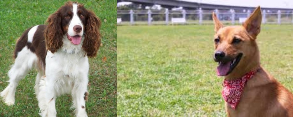 Formosan Mountain Dog vs English Springer Spaniel - Breed Comparison