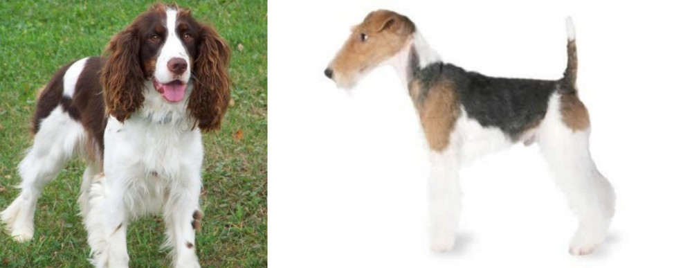 Fox Terrier vs English Springer Spaniel - Breed Comparison