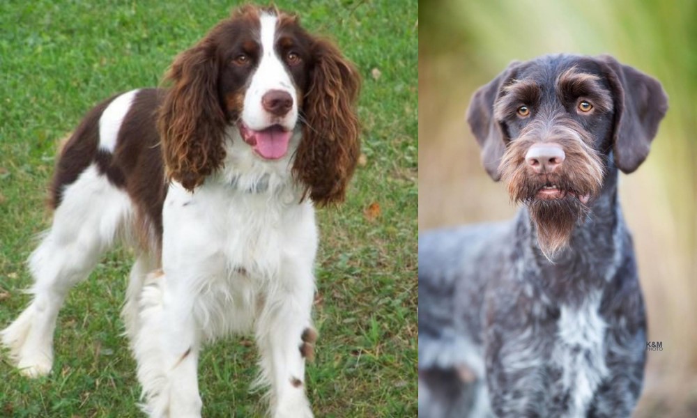 German Wirehaired Pointer vs English Springer Spaniel - Breed Comparison