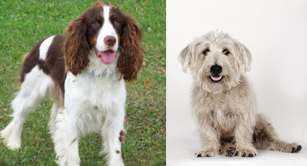 Glen of Imaal Terrier vs English Springer Spaniel - Breed Comparison