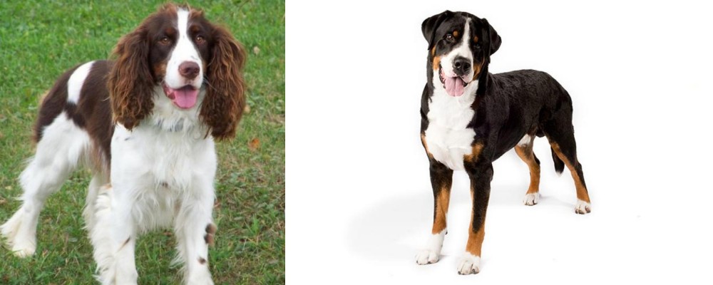 Greater Swiss Mountain Dog vs English Springer Spaniel - Breed Comparison