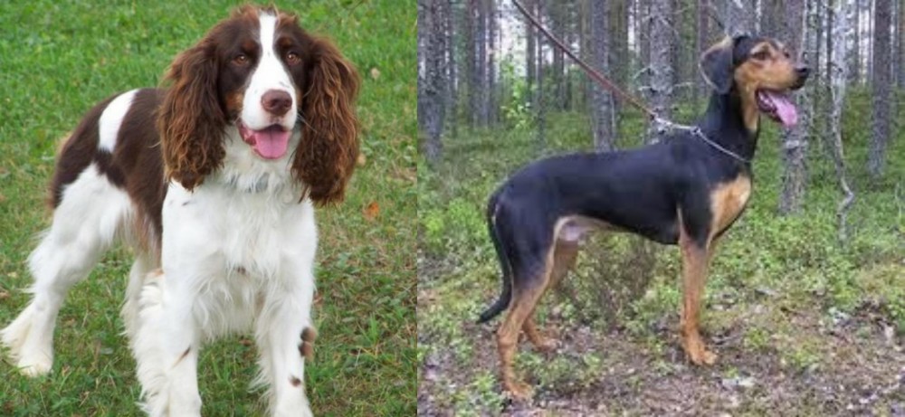 Greek Harehound vs English Springer Spaniel - Breed Comparison