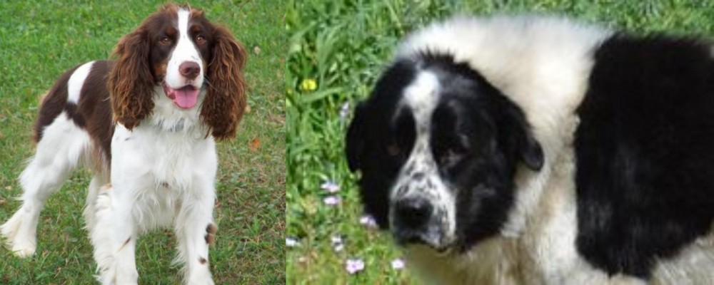 Greek Sheepdog vs English Springer Spaniel - Breed Comparison