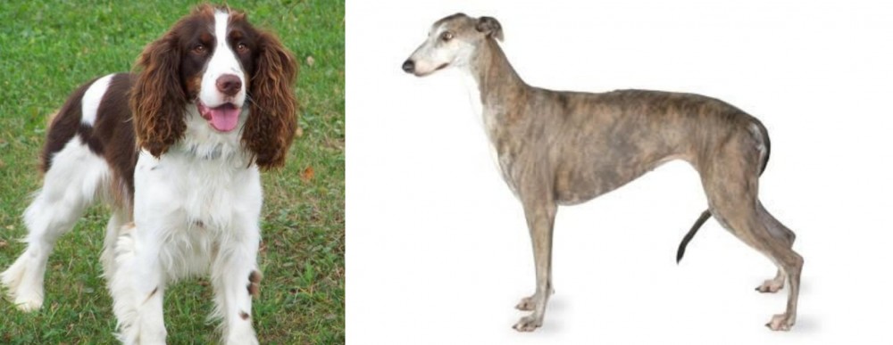 Greyhound vs English Springer Spaniel - Breed Comparison