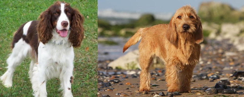 Griffon Fauve de Bretagne vs English Springer Spaniel - Breed Comparison