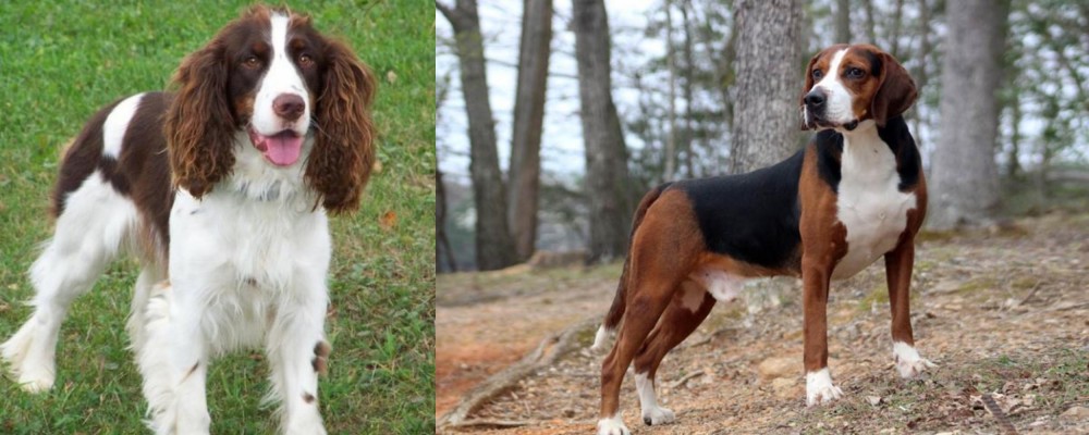 Hamiltonstovare vs English Springer Spaniel - Breed Comparison
