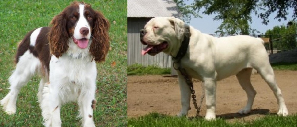Hermes Bulldogge vs English Springer Spaniel - Breed Comparison