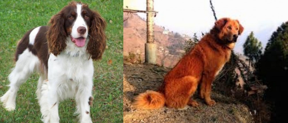 Himalayan Sheepdog vs English Springer Spaniel - Breed Comparison