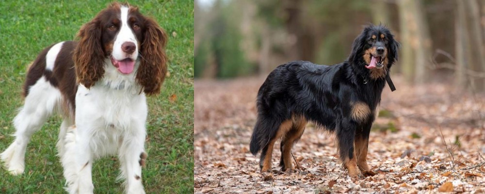Hovawart vs English Springer Spaniel - Breed Comparison