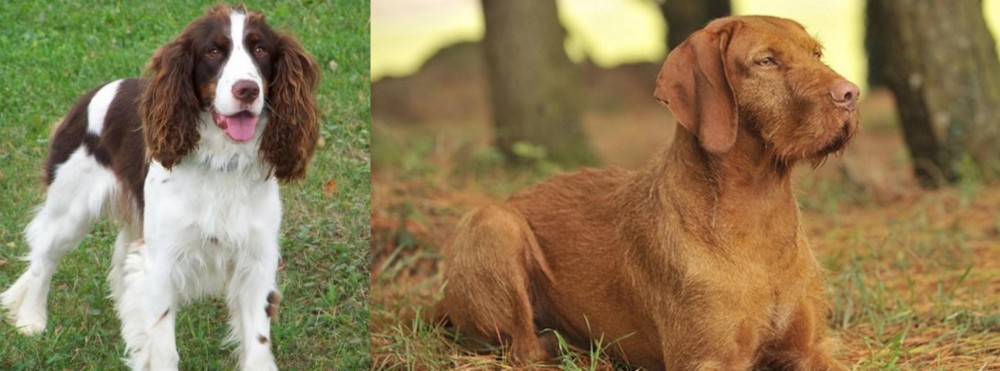 Hungarian Wirehaired Vizsla vs English Springer Spaniel - Breed Comparison