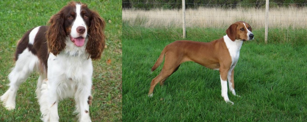 Hygenhund vs English Springer Spaniel - Breed Comparison