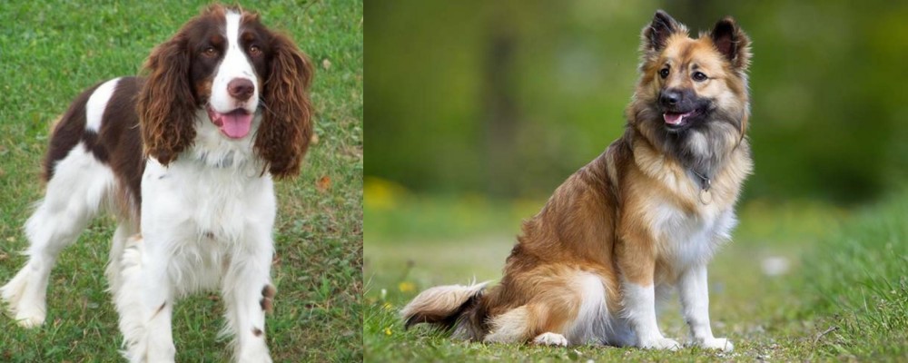 Icelandic Sheepdog vs English Springer Spaniel - Breed Comparison