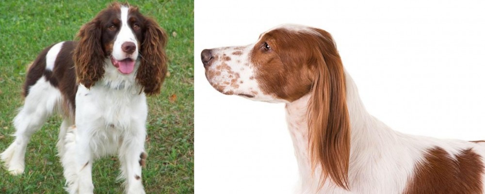 Irish Red and White Setter vs English Springer Spaniel - Breed Comparison
