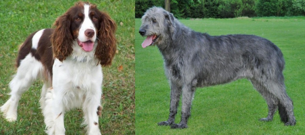 Irish Wolfhound vs English Springer Spaniel - Breed Comparison