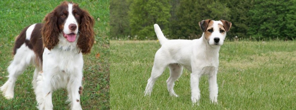 Jack Russell Terrier vs English Springer Spaniel - Breed Comparison