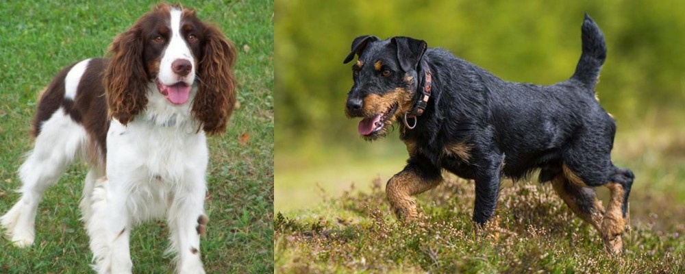 Jagdterrier vs English Springer Spaniel - Breed Comparison