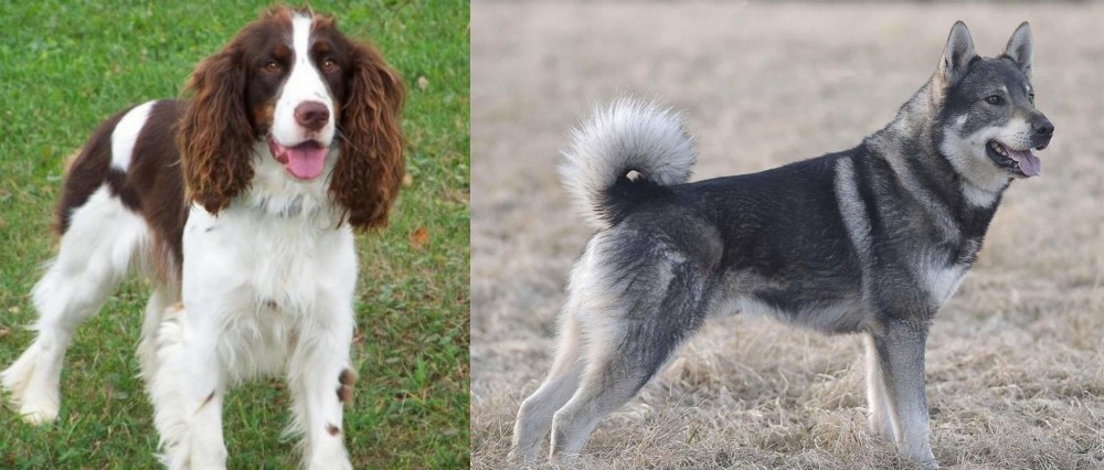Jamthund vs English Springer Spaniel - Breed Comparison