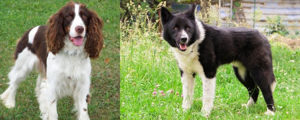 Karelian Bear Dog vs English Springer Spaniel - Breed Comparison