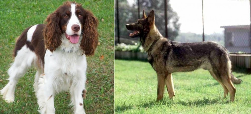Kunming Dog vs English Springer Spaniel - Breed Comparison