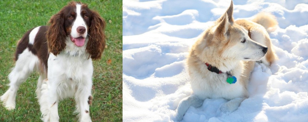 Labrador Husky vs English Springer Spaniel - Breed Comparison