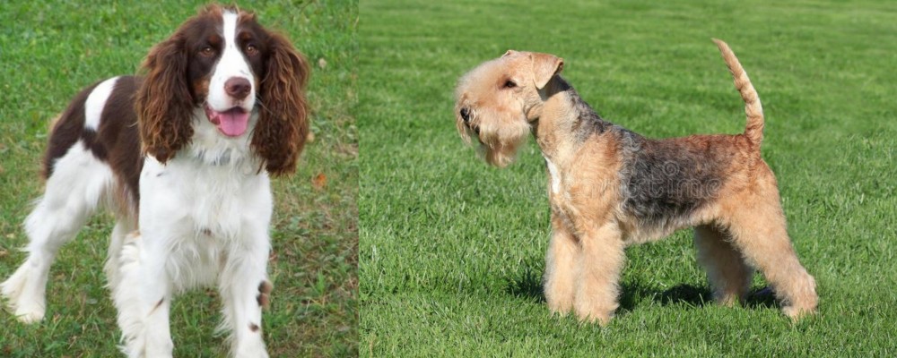 Lakeland Terrier vs English Springer Spaniel - Breed Comparison