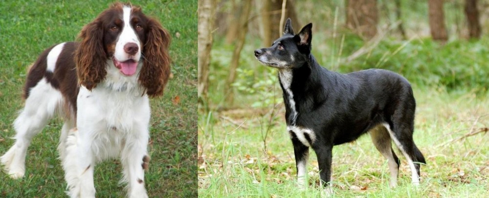 Lapponian Herder vs English Springer Spaniel - Breed Comparison
