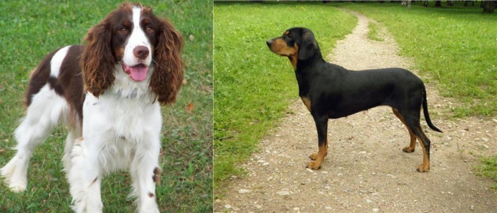 Latvian Hound vs English Springer Spaniel - Breed Comparison