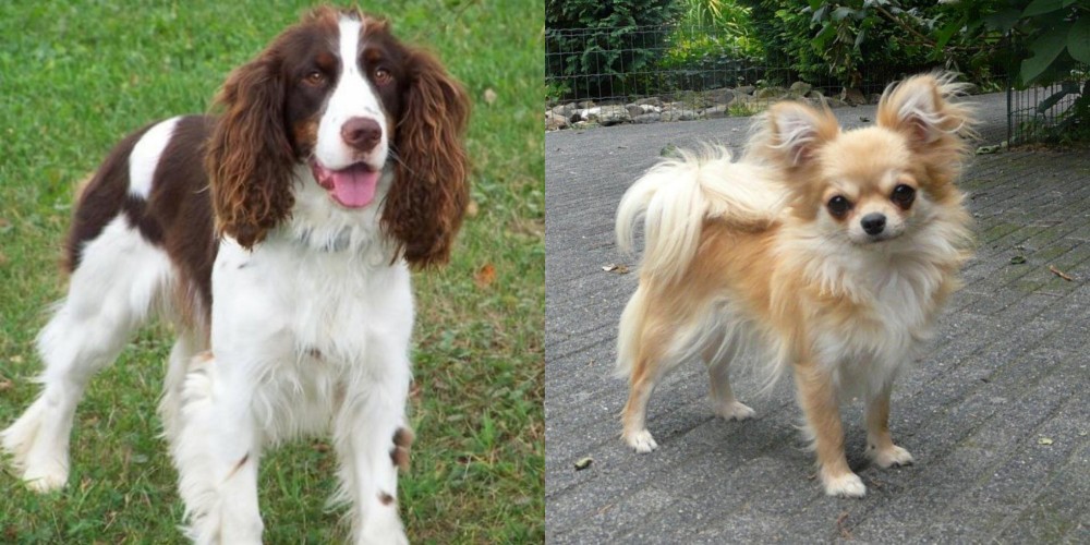 Long Haired Chihuahua vs English Springer Spaniel - Breed Comparison