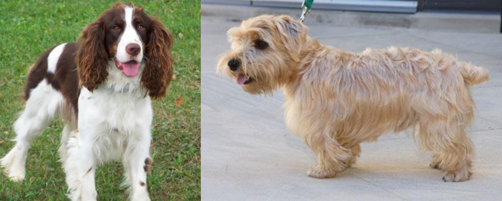 Lucas Terrier vs English Springer Spaniel - Breed Comparison