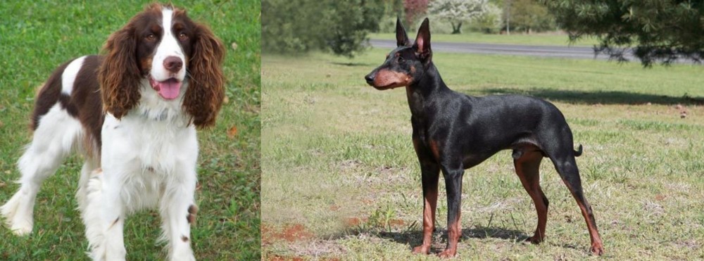 Manchester Terrier vs English Springer Spaniel - Breed Comparison