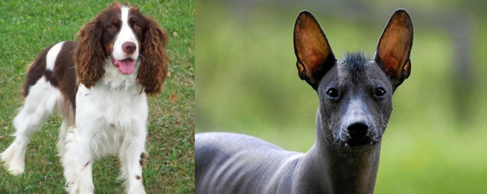 Mexican Hairless vs English Springer Spaniel - Breed Comparison