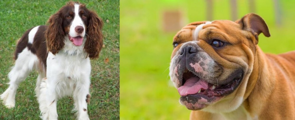 Miniature English Bulldog vs English Springer Spaniel - Breed Comparison