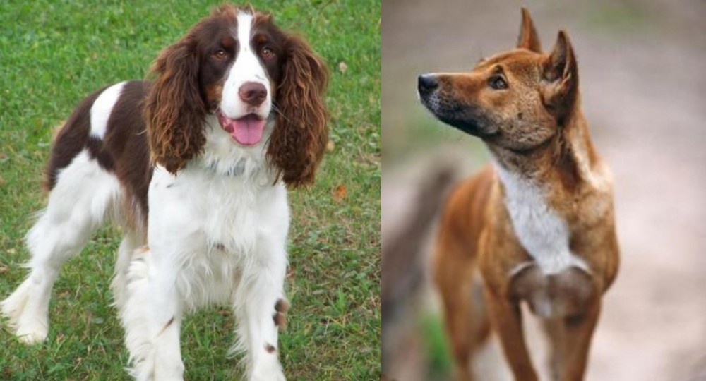 New Guinea Singing Dog vs English Springer Spaniel - Breed Comparison