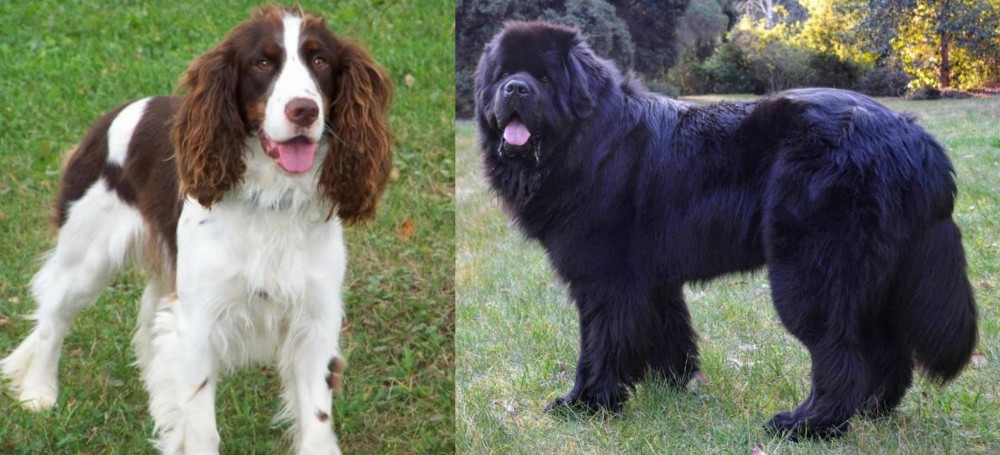 Newfoundland Dog vs English Springer Spaniel - Breed Comparison