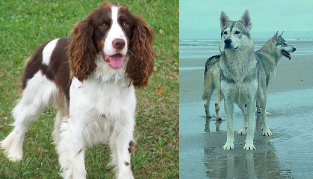 Northern Inuit Dog vs English Springer Spaniel - Breed Comparison