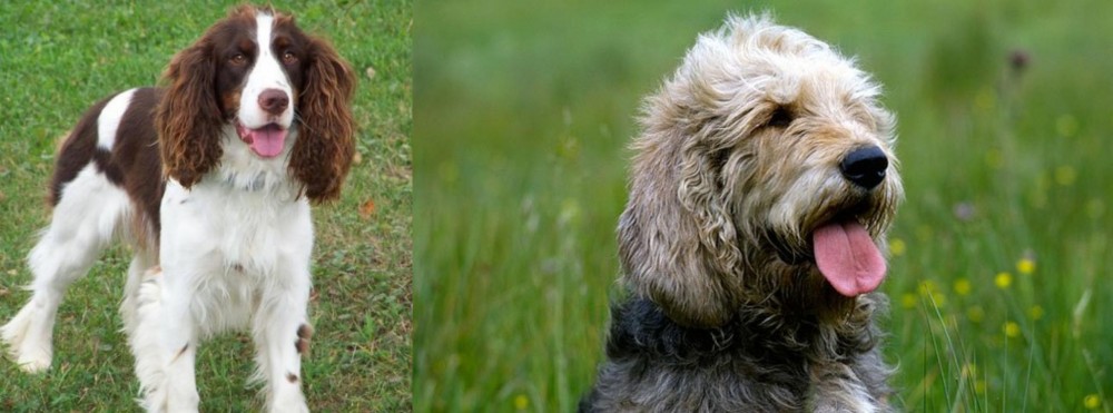 Otterhound vs English Springer Spaniel - Breed Comparison