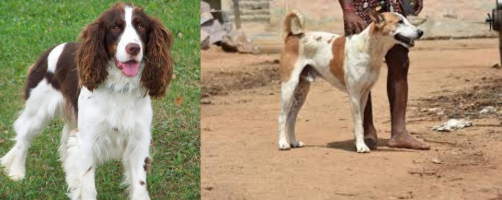 Pandikona vs English Springer Spaniel - Breed Comparison